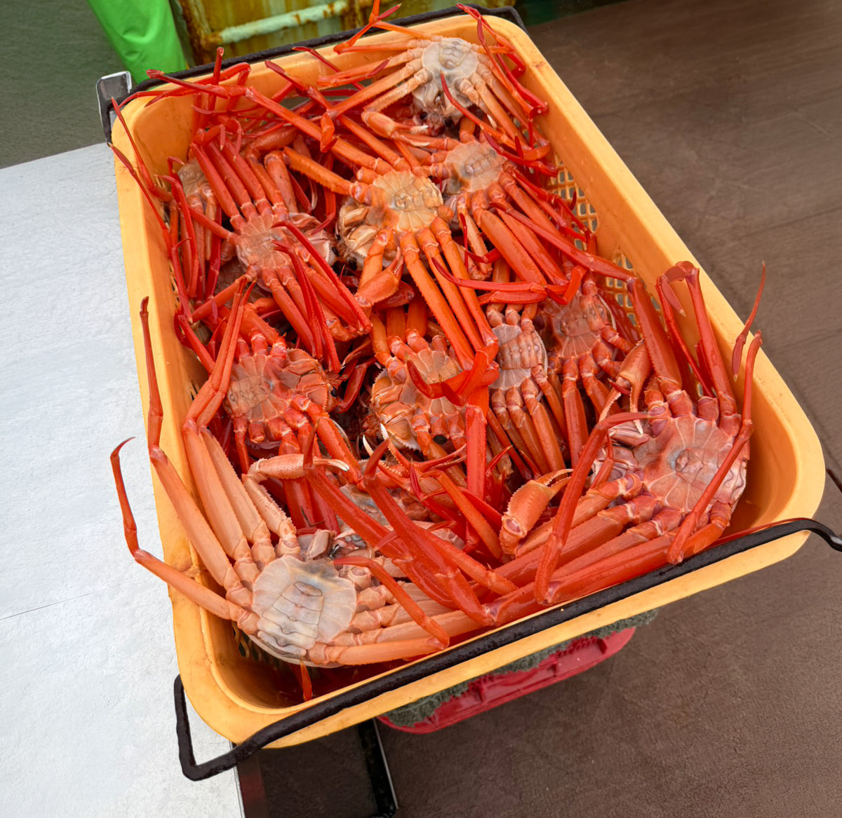 カニカゴ漁で、深海から一匹ずつ